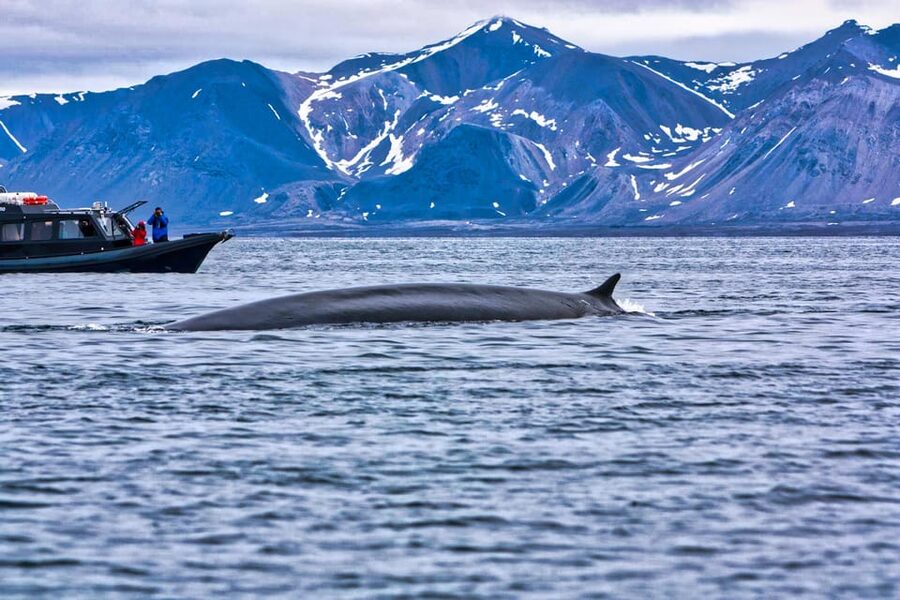 Skjervøy: Orca and Whale-Watching comfort heated Boat Trip - A useful setup for wildlife photography