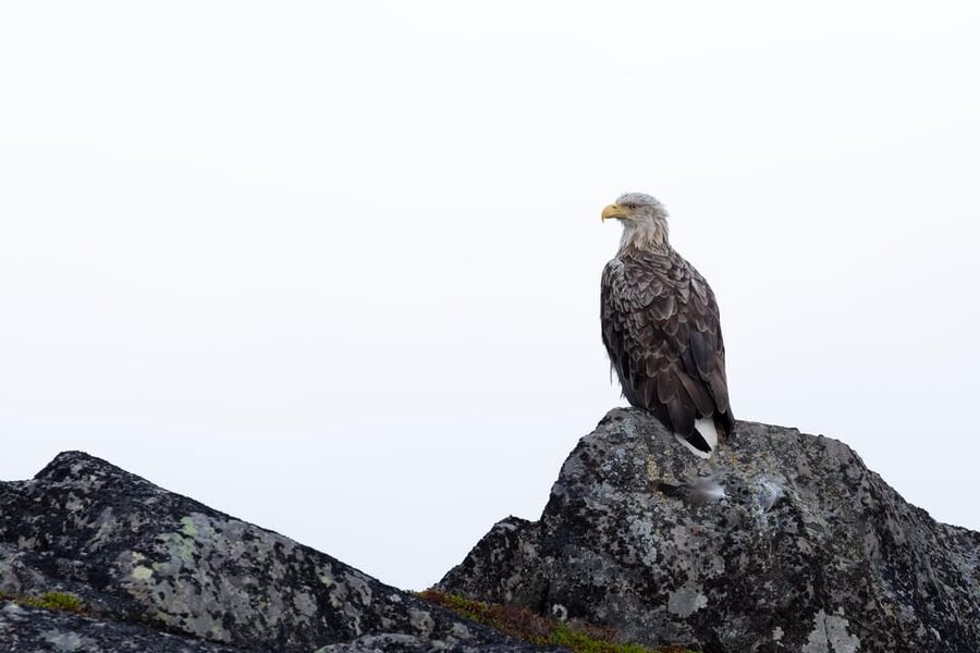 Skjervøy: Orca and Whale-Watching comfort heated Boat Trip - Comfort without losing the sense of adventure