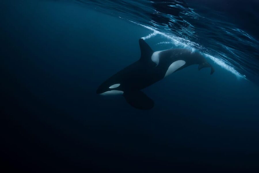 Skjervøy: Orca and Whale-Watching comfort heated Boat Trip - Is $301 a fair price?
