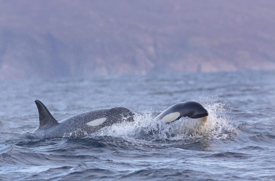 Skjervøy: Orca and Whale-Watching comfort heated Boat Trip - Who should book this Skjervøy safari?