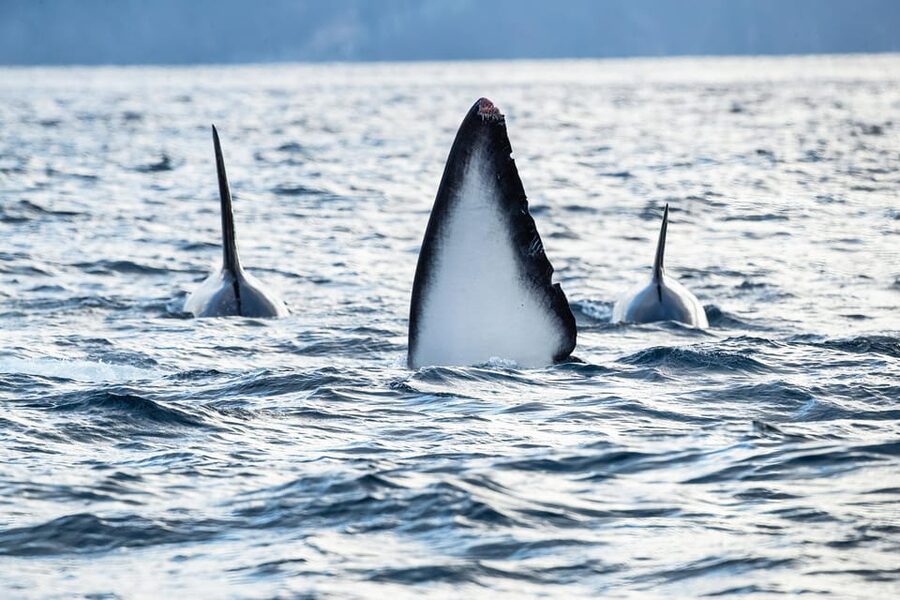 Skjervøy: Orca and Whale-Watching comfort heated Boat Trip - Booking advice and cancellation details