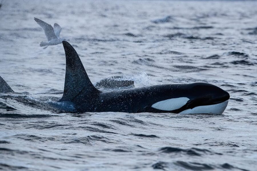 Skjervøy: Orca and Whale-Watching comfort heated Boat Trip - Searching the Barents Sea near Skjervøy
