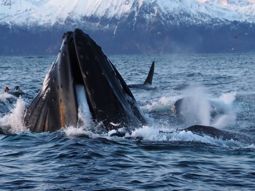 Skjervøy: Whale and Orca Watching Tour by RIB Boat - My recommendation