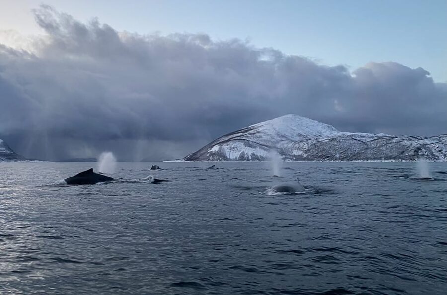 Skjervøy: Whale and Orca Watching Tour by RIB Boat - Why this Skjervøy whale trip feels different