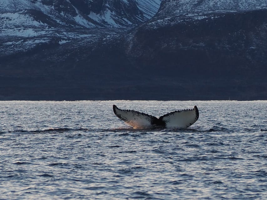 Skjervøy: Whale and Orca Watching Tour by RIB Boat - Three hours on an Arctic RIB