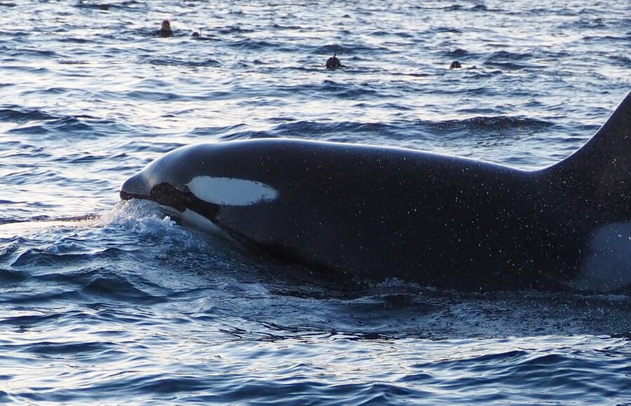 Skjervøy: Whale and Orca Watching Tour by RIB Boat - What you may see beyond the harbor