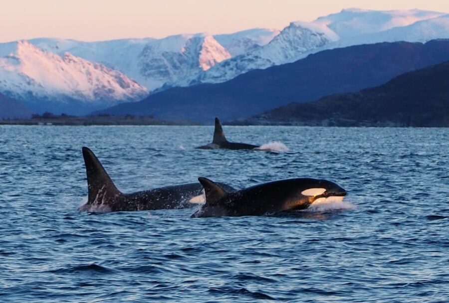 Skjervøy: Whale and Orca Watching Tour by RIB Boat - The real issue: wildlife luck