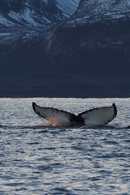 Skjervøy: Whale and Orca Watching Tour by RIB Boat - Is $240 a fair price?