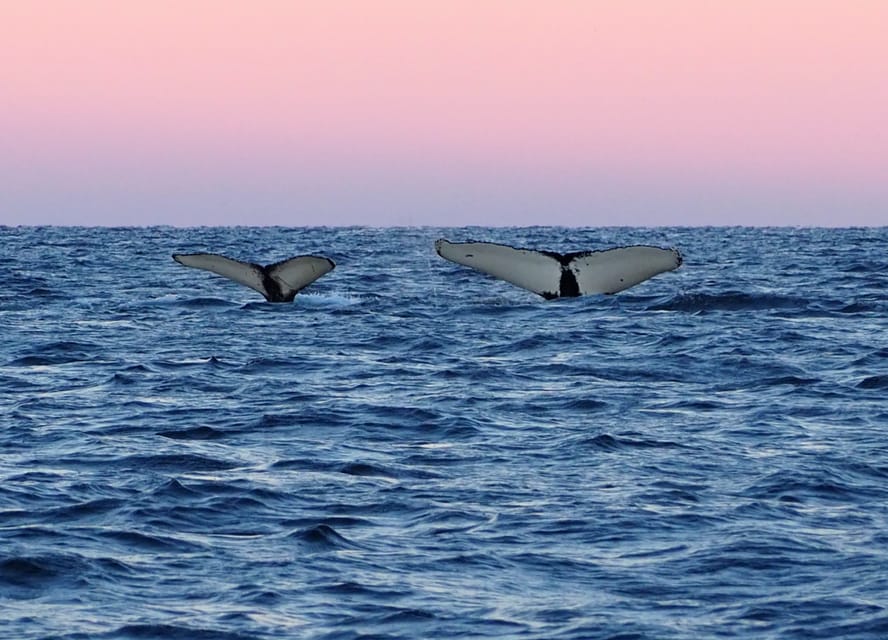 Skjervøy: Whale and Orca Watching Tour by RIB Boat - Who should choose the RIB format?