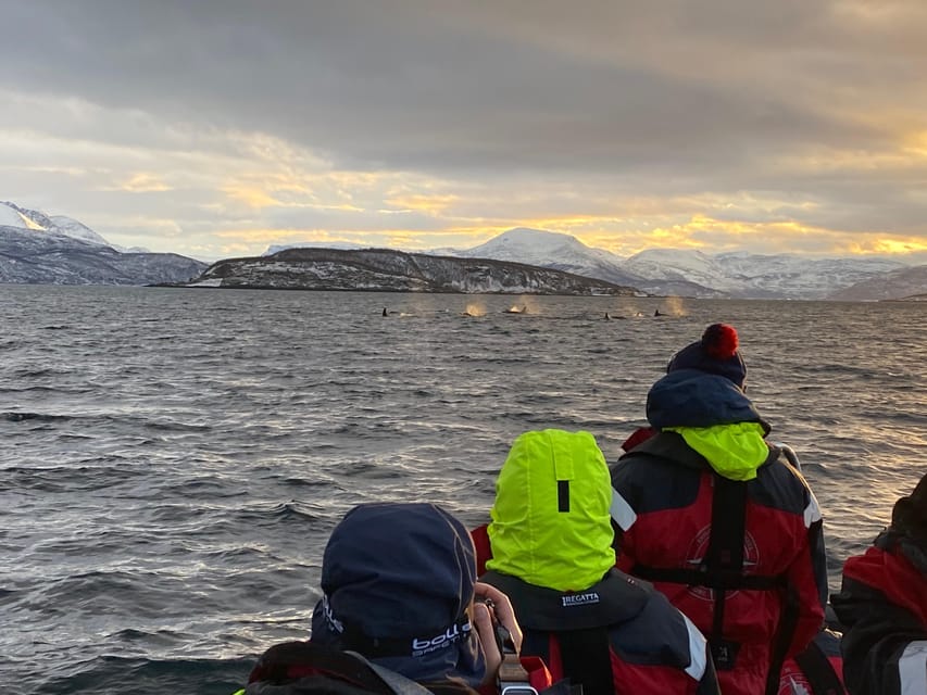 Skjervøy: Whale and Orca Watching Tour by RIB Boat - How to make the most of the three hours