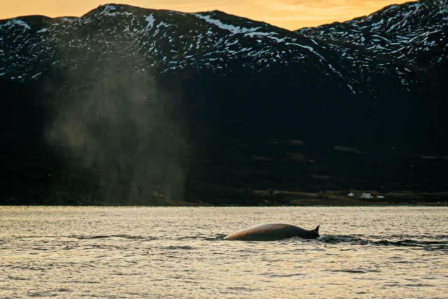 Skjervøy: Whale Watching with RIB Boat and Local Guide - Why Skjervøy is the place for this whale safari