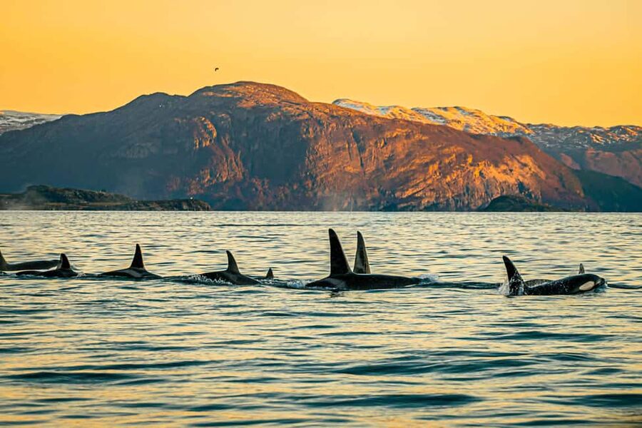 Skjervøy: Whale Watching with RIB Boat and Local Guide - Starting at Strandveien 96