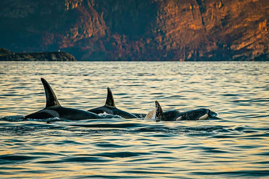 Skjervøy: Whale Watching with RIB Boat and Local Guide - Watching orcas work together