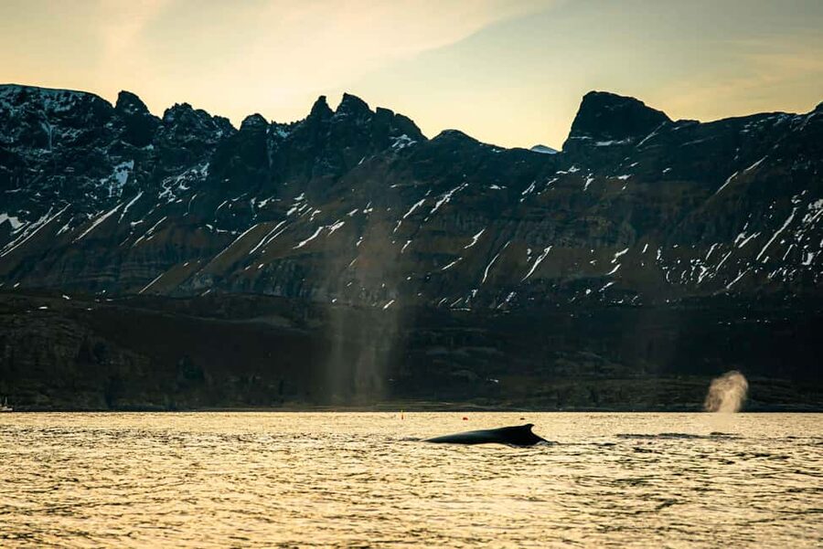 Skjervøy: Whale Watching with RIB Boat and Local Guide - What the supplied gear really means