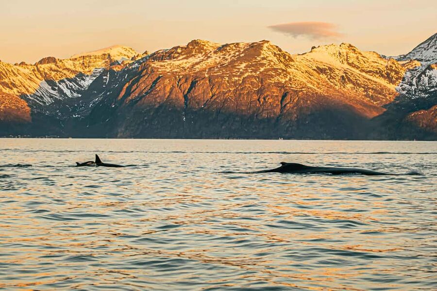 Skjervøy: Whale Watching with RIB Boat and Local Guide - Viktor and the guiding style