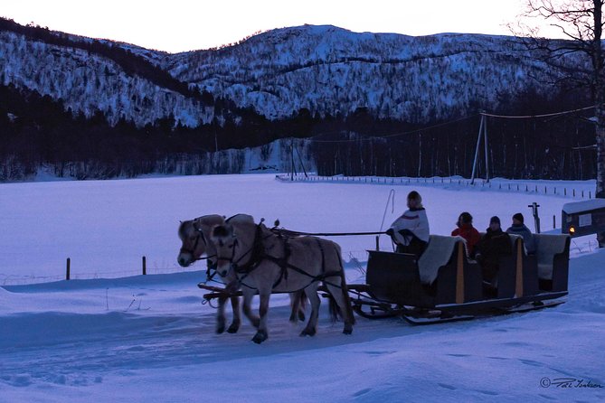 Sleigh Ride w/ snacks - Experience Arctic Farm Life - Should you book the Omdal Gard sleigh ride?