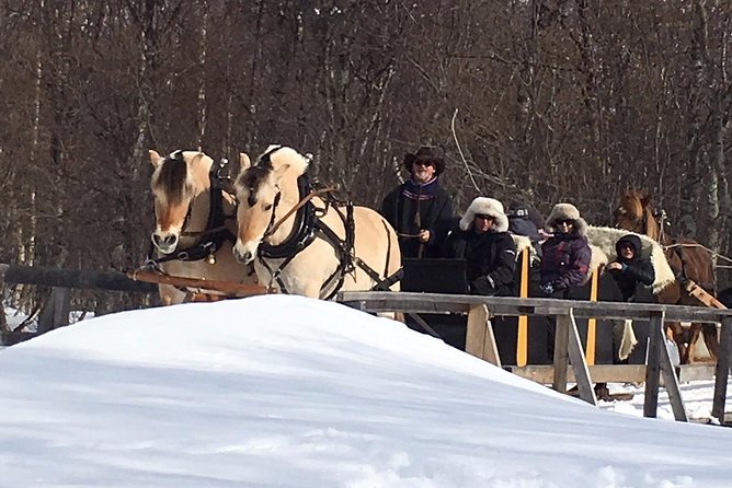 Sleigh Ride w/ snacks - Experience Arctic Farm Life - Meeting the sheep, horses, and other animals