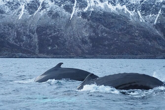 Small group Whale watching - Altafjord whale watching, with nature in charge