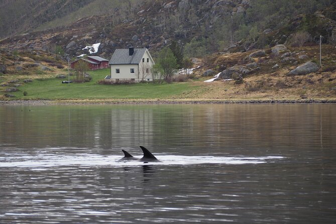 Small group Whale watching - Is $285.87 a fair price?