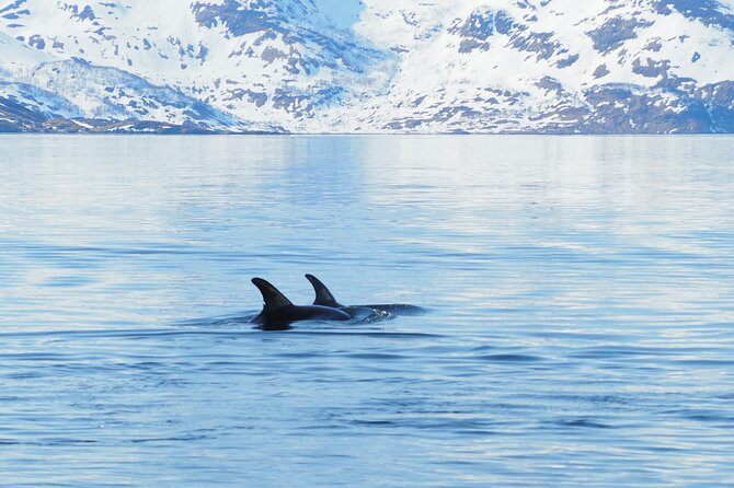 Small group Whale watching - Who will enjoy this most?
