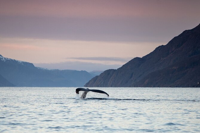 Small Group Whale Watching by RIB - Key points before you book