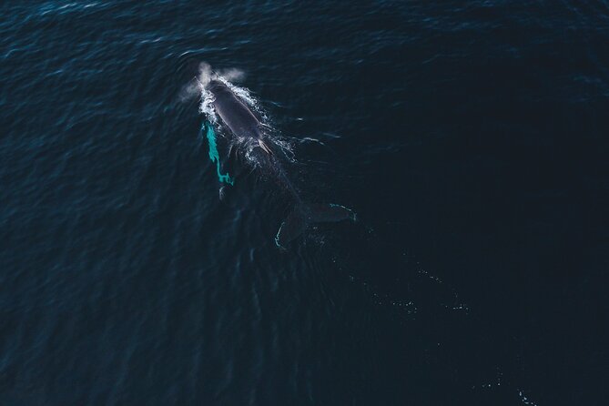 Small Group Whale Watching by RIB - Searching for orcas and humpbacks