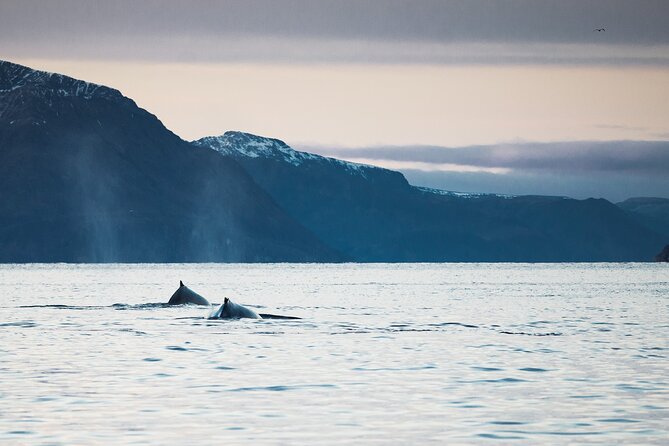 Small Group Whale Watching by RIB - The cold-weather setup