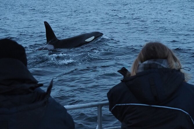 Small group Whale watching - The changing departure point is a useful advantage
