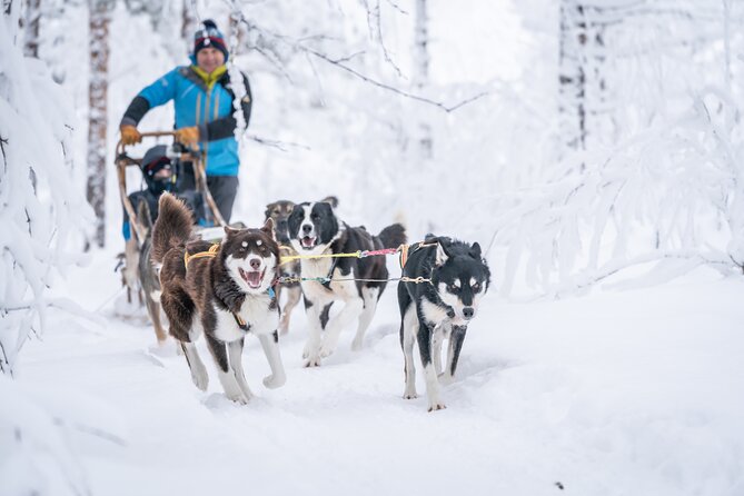 Small Group Wilderness Husky Sledding 2h from Tromsø (car needed) - Meeting Espen and Delphine at the Small Kennel
