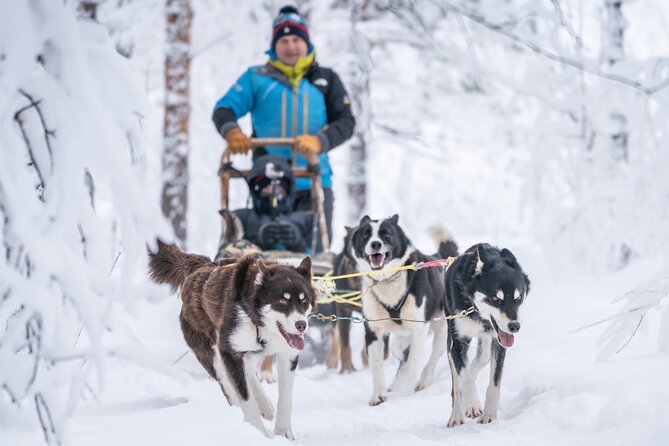 Small Group Wilderness Husky Sledding 2h from Tromsø (car needed) - Two Hours Through Quiet Snowy Forest
