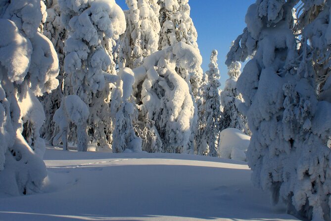 Snowshoe in a Winter Forest - A warm pause with berry juice and Kangoskaka