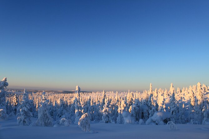 Snowshoe in a Winter Forest - How the $146.65 price holds up