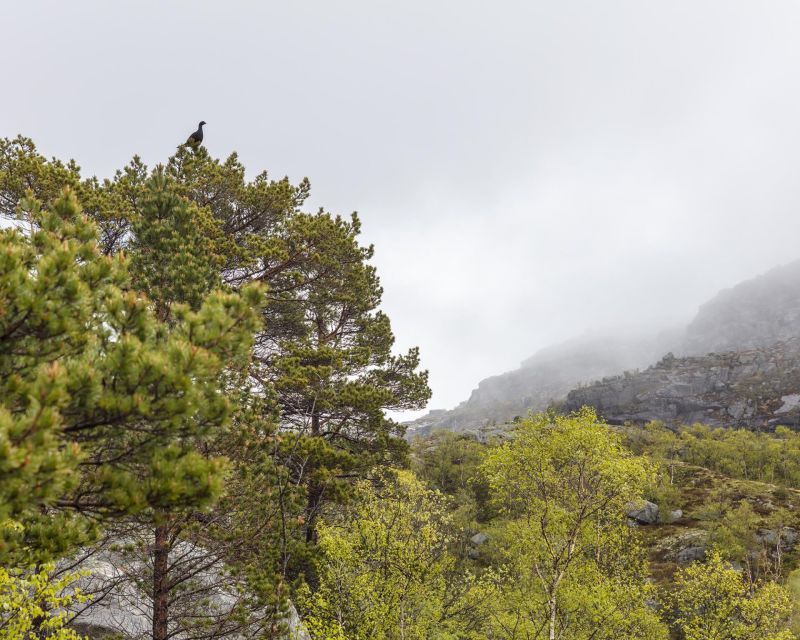 Stavanger: Preikestolen Hidden Trail Hike + Canoe + Lunch - What to bring and who should book