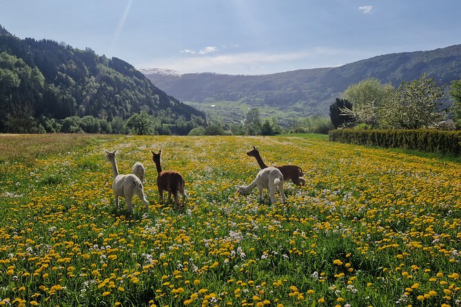 Steim Farm Experience in Vik, Norway - A real farm above Vik, not a staged animal stop
