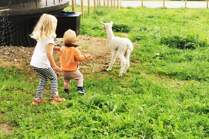 Steim Farm Experience in Vik, Norway - Meeting the alpacas and ducks