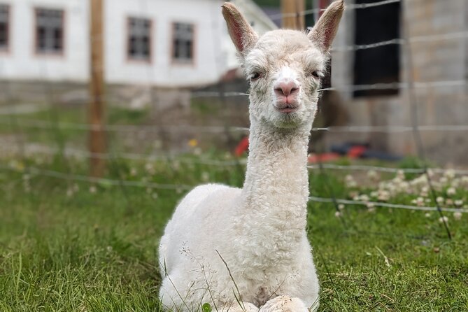 Steim Farm Experience in Vik, Norway - Other animals you might spot