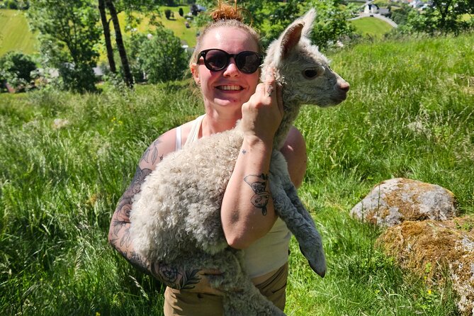 Steim Farm Experience in Vik, Norway - Is $30.31 good value?