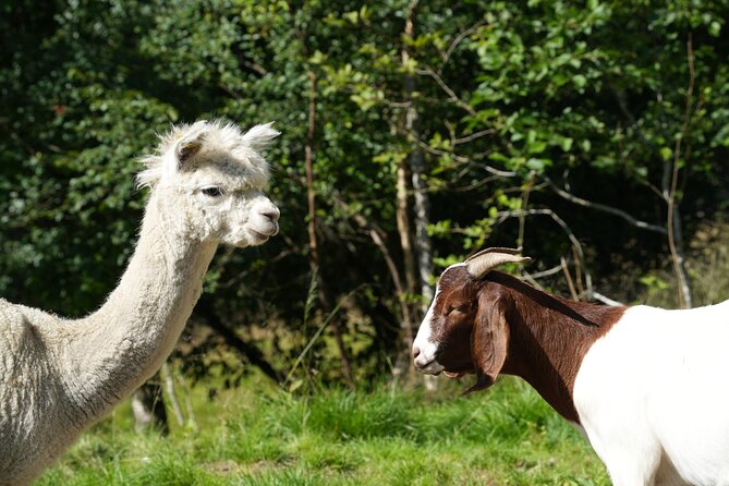 Steim Farm Experience in Vik, Norway - Starting at Vik Tourist Information