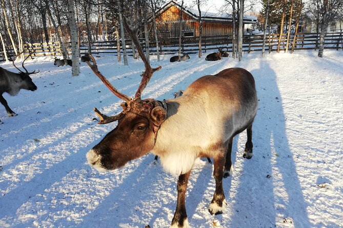 Stockholm Christmas Tour and Food Tasting Experience - What the $59.39 price really covers