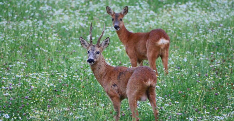 Stockholm: Evening Wildlife Safari with Midsummer Meal - A midsummer meal beside the woods