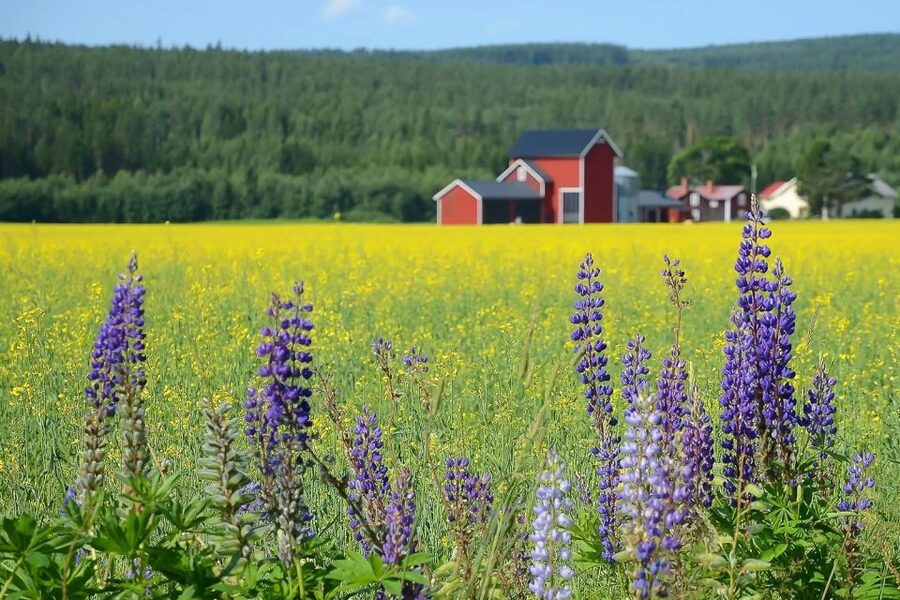 Stockholm: Evening Wildlife Safari with Midsummer Meal - A short walk in the woods