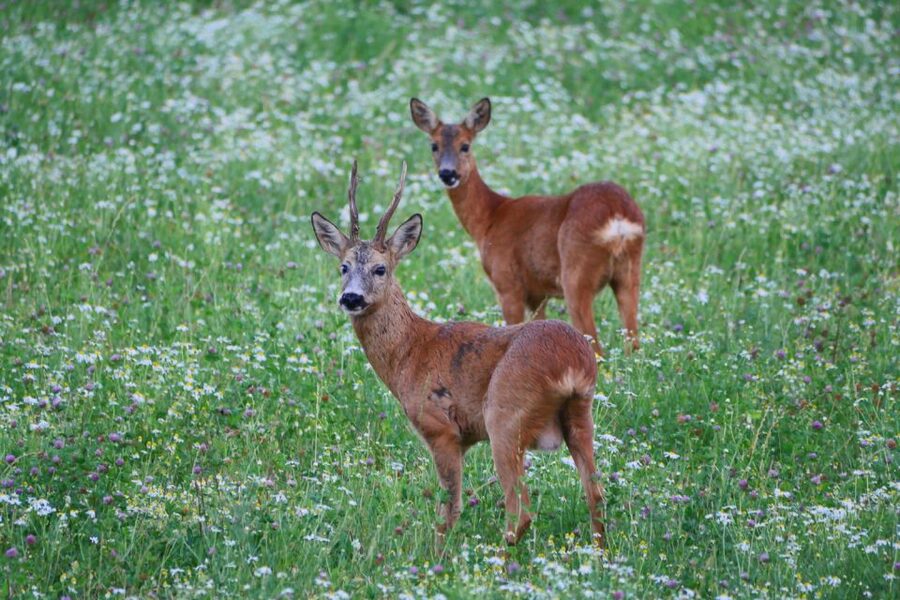 Stockholm: Evening Wildlife Safari with Midsummer Meal - Searching meadows for moose and deer