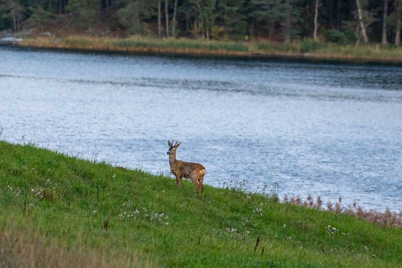 Stockholm: Wildlife Safari - Leaving Stockholm for the evening forest