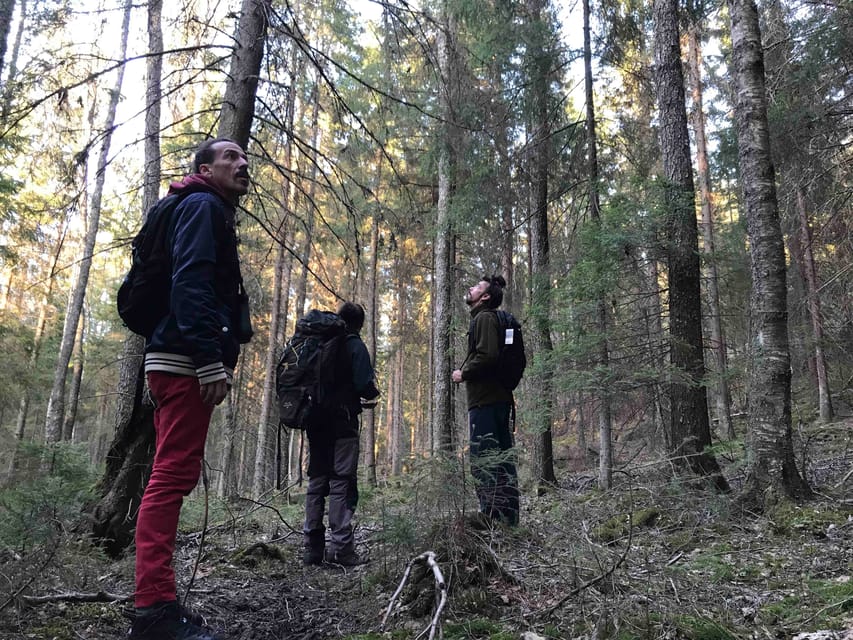 Stockholm: Wildlife Safari - Sunset, fog, snow, and the limits of nature