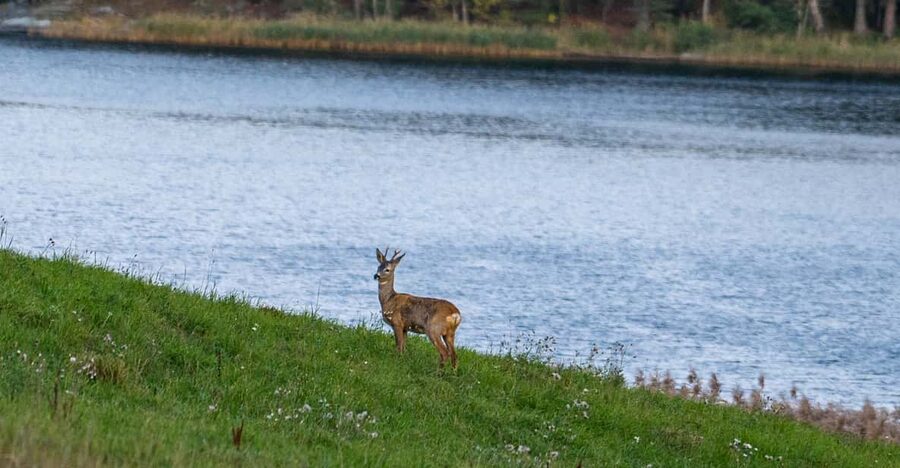 Stockholm: Wildlife Safari - The guide makes the difference