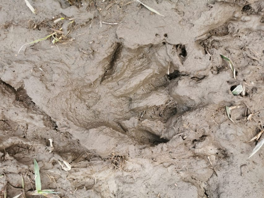 Stockholm: Wildlife Safari - Tracking moose, deer, and the less famous residents