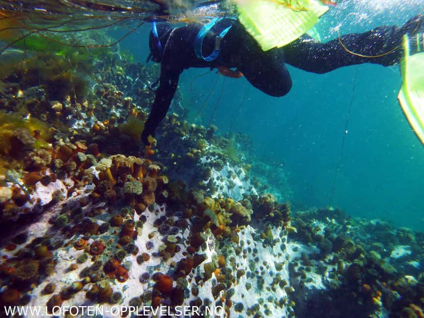 Summer Snorkeling with Grey Seals - Arctic water, playful seals, and a dry suit