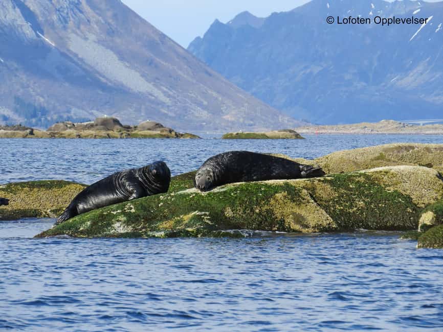 Summer Snorkeling with Grey Seals - Meeting at Dreyers gate 15 in Henningsvær