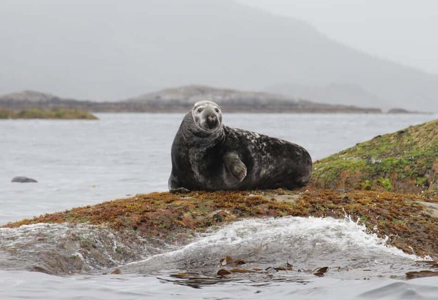 Summer Snorkeling with Grey Seals - Ninety minutes in the Lofoten fjords