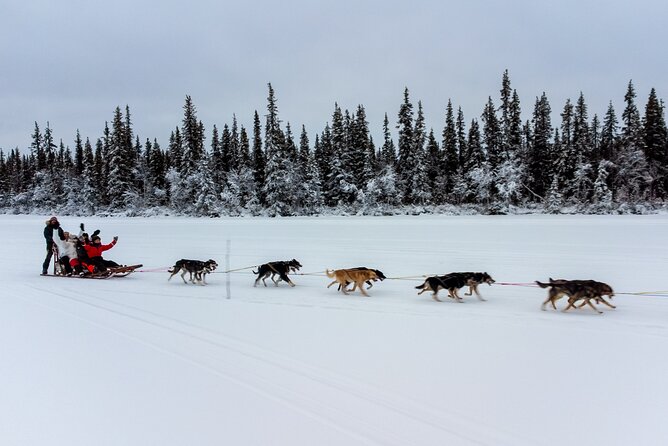 Sunrise Zen Husky Tour (10:00 to 13:00 - sitting on the sled) - Feeding the team after the run